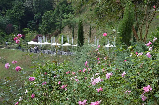 雅聞玫瑰森林50