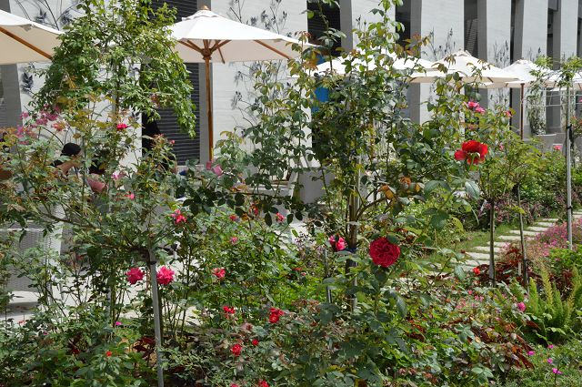 雅聞玫瑰森林35