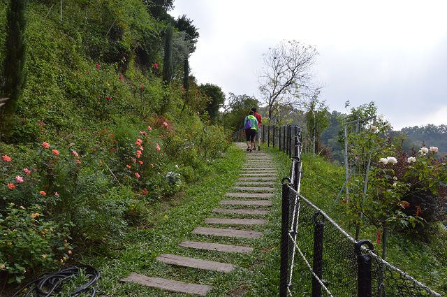 雅聞玫瑰森林47