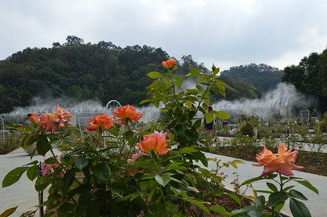 雅聞玫瑰森林05