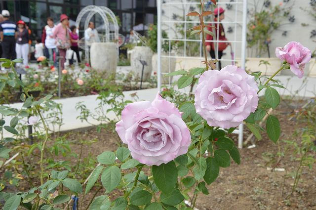 雅聞玫瑰森林07