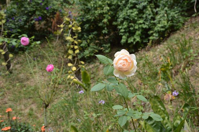 雅聞玫瑰森林49