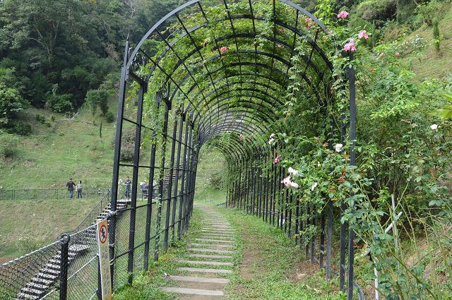 雅聞玫瑰森林52