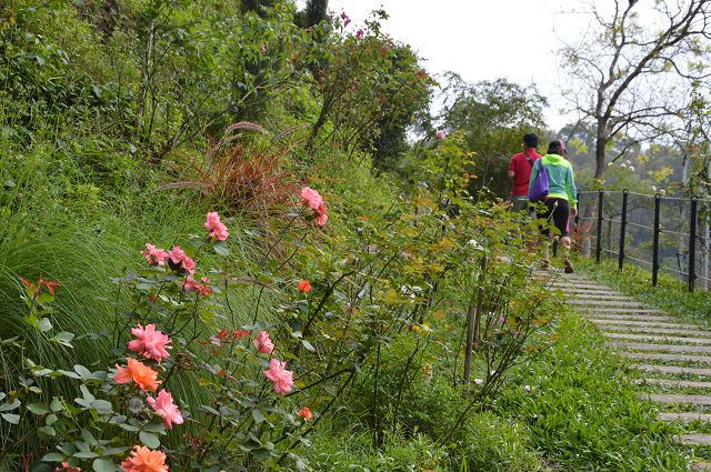 雅聞玫瑰森林48