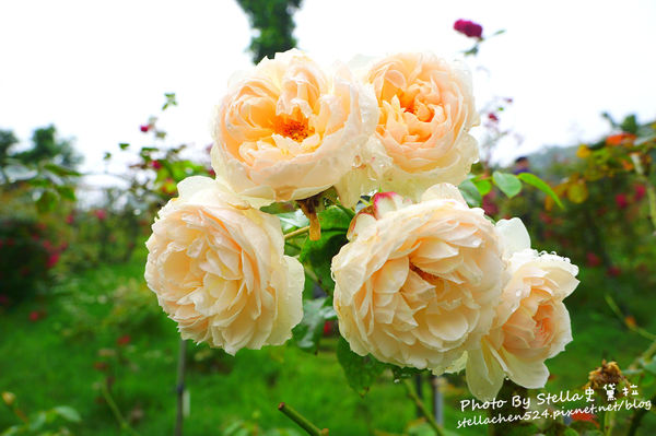 【苗栗-頭屋】走進玫瑰的世界@雅聞七里香玫瑰森林★苗栗/苗栗頭屋/頭屋景點/苗栗新景點/苗栗觀光工廠/苗栗免費景點