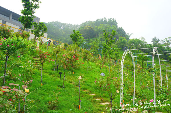 【苗栗-頭屋】走進玫瑰的世界@雅聞七里香玫瑰森林★苗栗/苗栗頭屋/頭屋景點/苗栗新景點/苗栗觀光工廠/苗栗免費景點