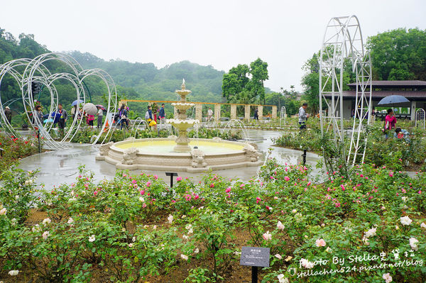 【苗栗-頭屋】走進玫瑰的世界@雅聞七里香玫瑰森林★苗栗/苗栗頭屋/頭屋景點/苗栗新景點/苗栗觀光工廠/苗栗免費景點