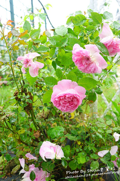 【苗栗-頭屋】走進玫瑰的世界@雅聞七里香玫瑰森林★苗栗/苗栗頭屋/頭屋景點/苗栗新景點/苗栗觀光工廠/苗栗免費景點