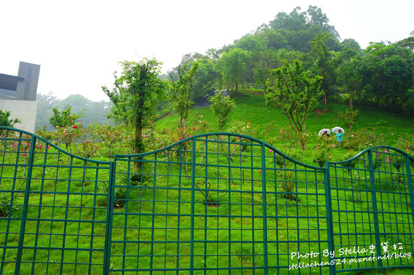 【苗栗-頭屋】走進玫瑰的世界@雅聞七里香玫瑰森林★苗栗/苗栗頭屋/頭屋景點/苗栗新景點/苗栗觀光工廠/苗栗免費景點
