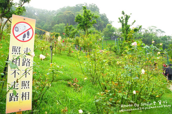 【苗栗-頭屋】走進玫瑰的世界@雅聞七里香玫瑰森林★苗栗/苗栗頭屋/頭屋景點/苗栗新景點/苗栗觀光工廠/苗栗免費景點