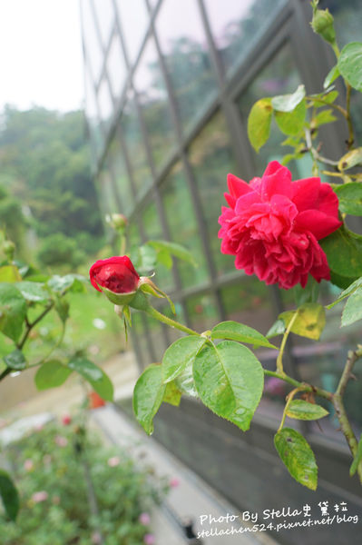 【苗栗-頭屋】走進玫瑰的世界@雅聞七里香玫瑰森林★苗栗/苗栗頭屋/頭屋景點/苗栗新景點/苗栗觀光工廠/苗栗免費景點