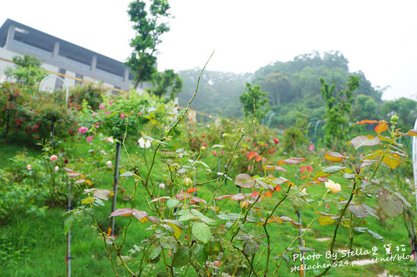【苗栗-頭屋】走進玫瑰的世界@雅聞七里香玫瑰森林★苗栗/苗栗頭屋/頭屋景點/苗栗新景點/苗栗觀光工廠/苗栗免費景點