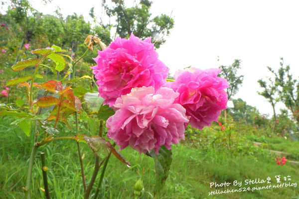 【苗栗-頭屋】走進玫瑰的世界@雅聞七里香玫瑰森林★苗栗/苗栗頭屋/頭屋景點/苗栗新景點/苗栗觀光工廠/苗栗免費景點