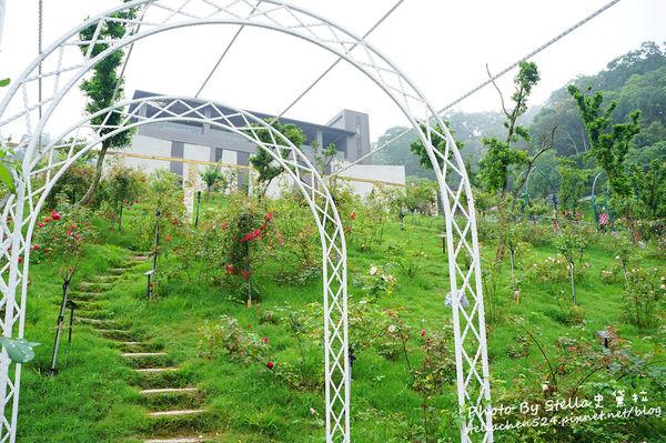 【苗栗-頭屋】走進玫瑰的世界@雅聞七里香玫瑰森林★苗栗/苗栗頭屋/頭屋景點/苗栗新景點/苗栗觀光工廠/苗栗免費景點