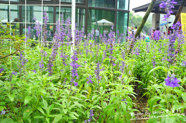 【苗栗-頭屋】走進玫瑰的世界@雅聞七里香玫瑰森林★苗栗/苗栗頭屋/頭屋景點/苗栗新景點/苗栗觀光工廠/苗栗免費景點