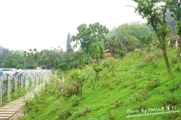 【苗栗-頭屋】走進玫瑰的世界@雅聞七里香玫瑰森林★苗栗/苗栗頭屋/頭屋景點/苗栗新景點/苗栗觀光工廠/苗栗免費景點