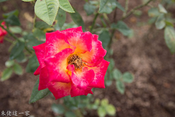 IMG_0598.jpg IMG_0598.jpg