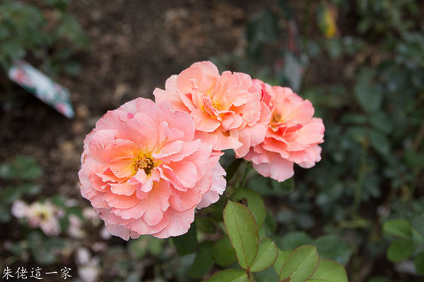 IMG_0593-2.jpg IMG_0593-2.jpg