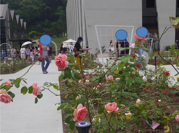 苗栗頭屋》雅聞七里香玫瑰森林