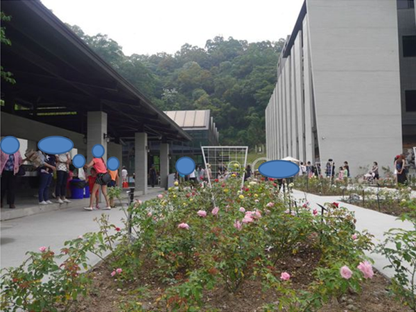 苗栗頭屋》雅聞七里香玫瑰森林