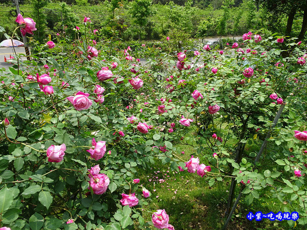 苗栗-雅聞七里香玫瑰森林 (32).jpg