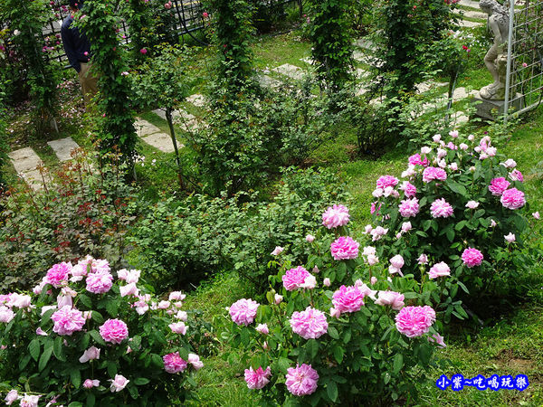 苗栗-雅聞七里香玫瑰森林 (24).jpg