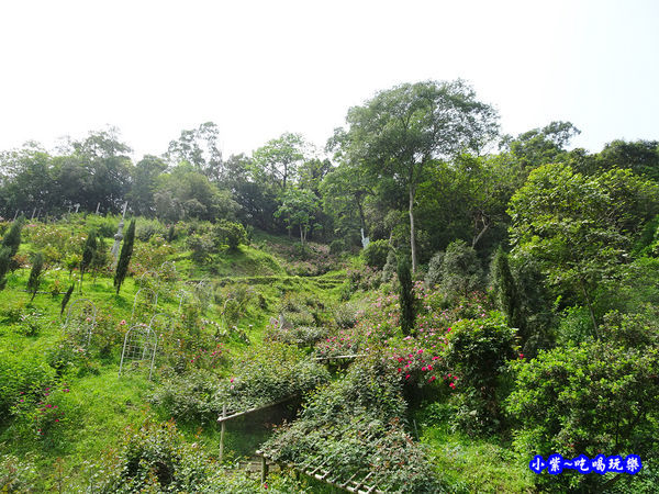 苗栗-雅聞七里香玫瑰森林 (50).jpg