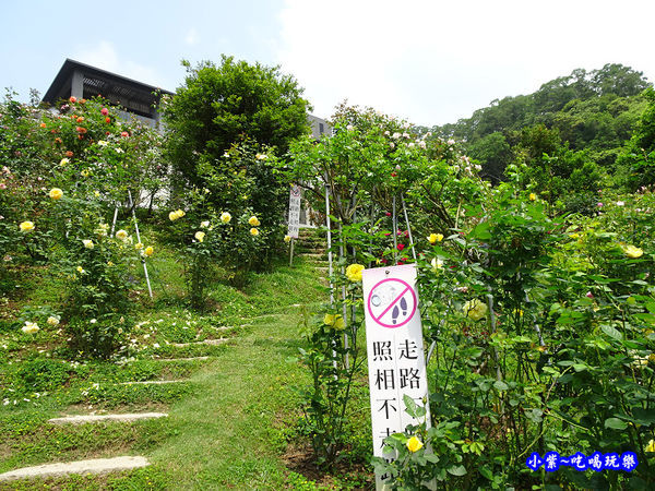 苗栗-雅聞七里香玫瑰森林 (18).jpg