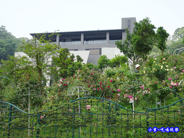 苗栗-雅聞七里香玫瑰森林 (53).jpg