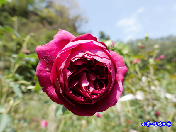 苗栗-雅聞七里香玫瑰森林 (55).jpg