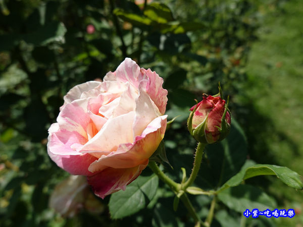 苗栗-雅聞七里香玫瑰森林 (60).jpg