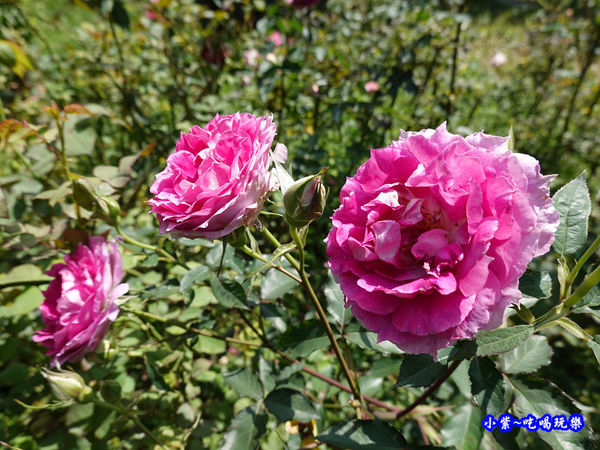苗栗-雅聞七里香玫瑰森林 (56).jpg