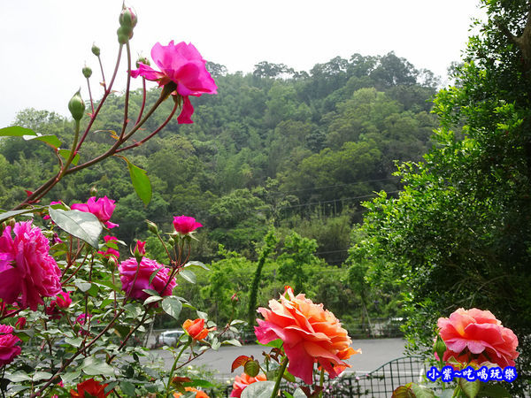 苗栗-雅聞七里香玫瑰森林 (19).jpg