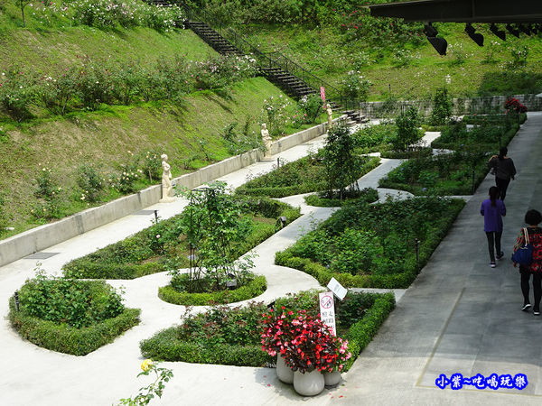 苗栗-雅聞七里香玫瑰森林 (43).jpg