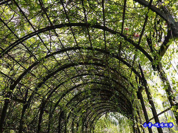 苗栗-雅聞七里香玫瑰森林 (66).jpg