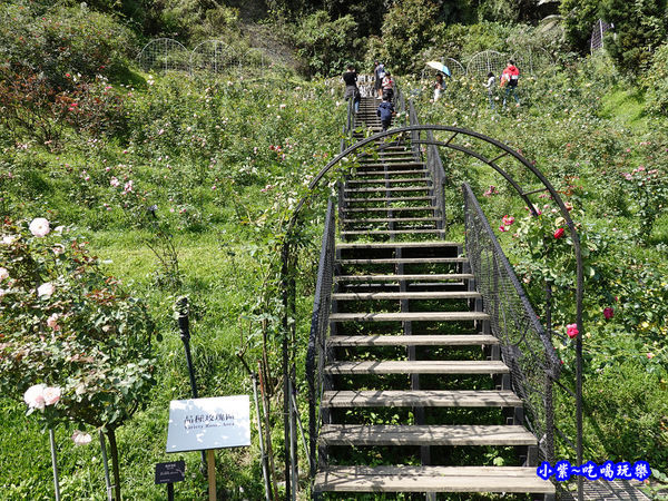 苗栗-雅聞七里香玫瑰森林 (59).jpg