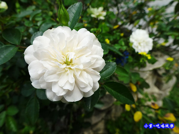 苗栗-雅聞七里香玫瑰森林 (6).jpg