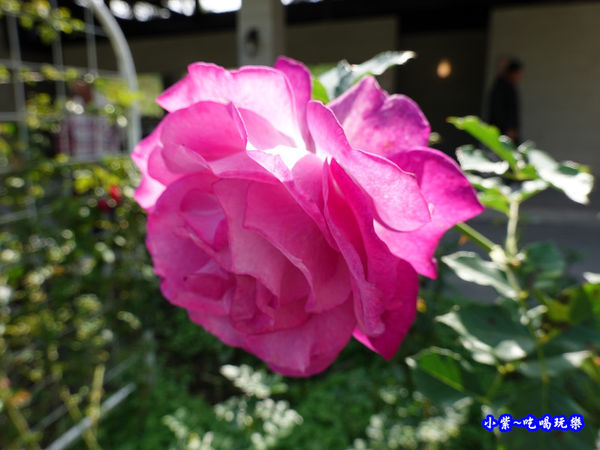 苗栗-雅聞七里香玫瑰森林 (71).jpg