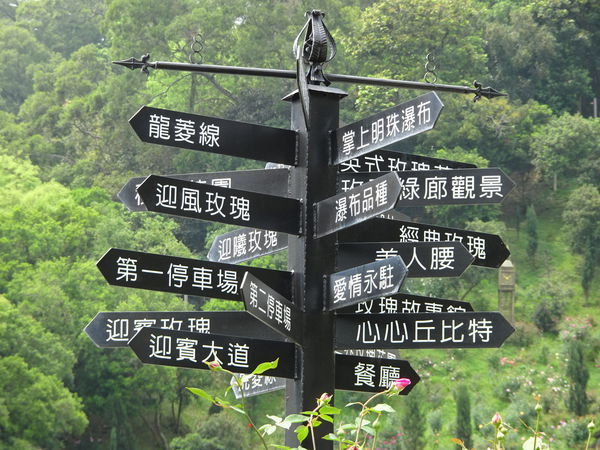 苗栗-雅聞七里香玫瑰森林 (79).JPG