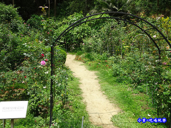 苗栗-雅聞七里香玫瑰森林 (46).jpg