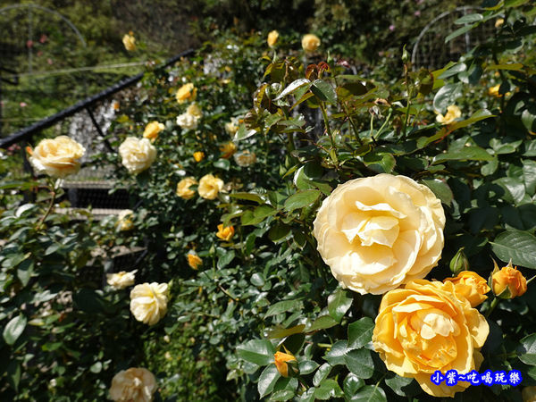 苗栗-雅聞七里香玫瑰森林 (63).jpg