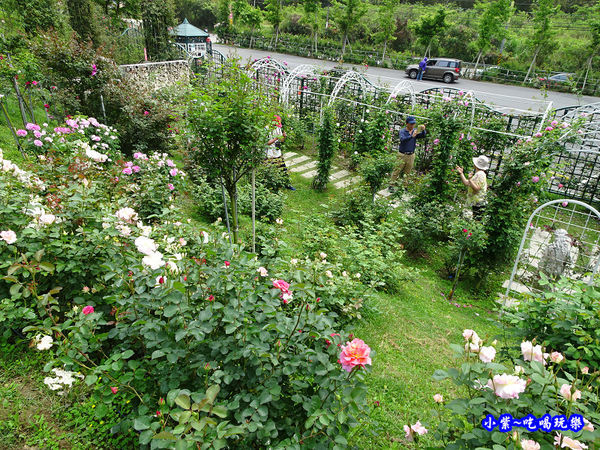 苗栗-雅聞七里香玫瑰森林 (22).jpg