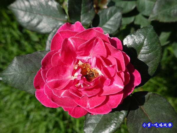 苗栗-雅聞七里香玫瑰森林 (61).jpg