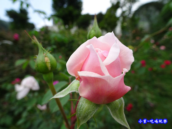 苗栗-雅聞七里香玫瑰森林 (8).jpg