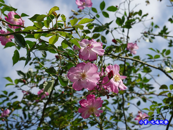 苗栗-雅聞七里香玫瑰森林 (74).jpg