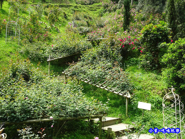 苗栗-雅聞七里香玫瑰森林 (45).jpg