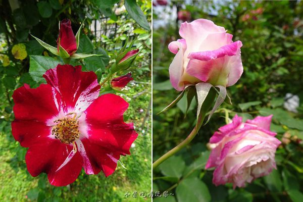 苗栗-雅聞七里香玫瑰森林 (77).jpg