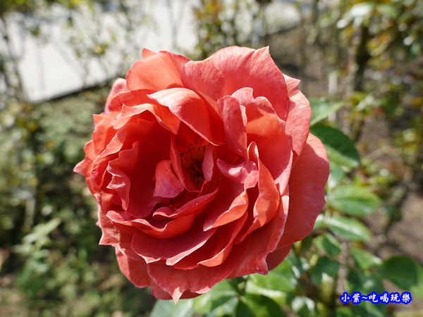 苗栗-雅聞七里香玫瑰森林 (72).jpg