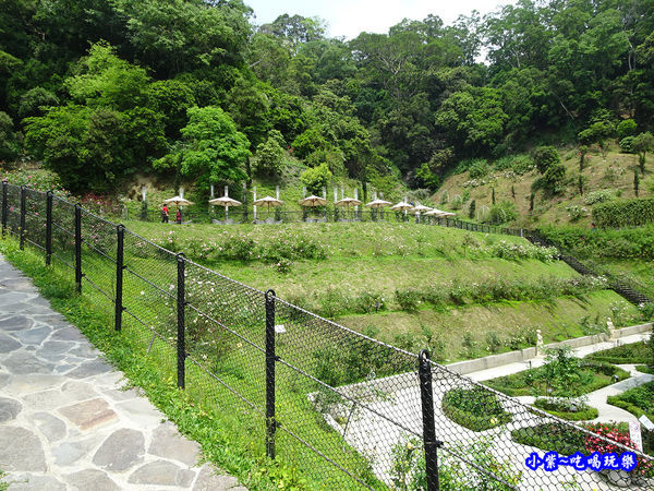 苗栗-雅聞七里香玫瑰森林 (42).jpg