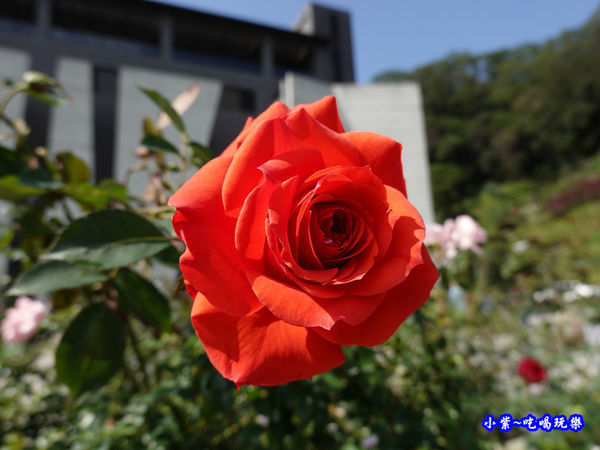 苗栗-雅聞七里香玫瑰森林 (73).jpg